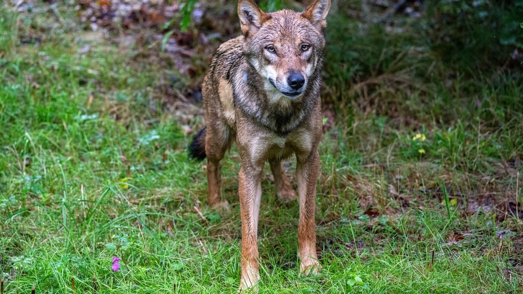 Ein junger Wolf zeigt in Ostsachsen eine auffällige Zutraulichkeit und soll nun wieder Scheu vor Menschen entwickeln (Archivbild).