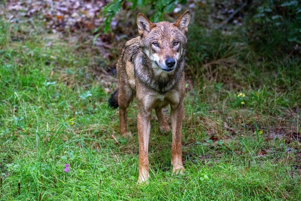Ein junger Wolf zeigt in Ostsachsen eine auffällige Zutraulichkeit und soll nun wieder Scheu vor Menschen entwickeln (Archivbild).