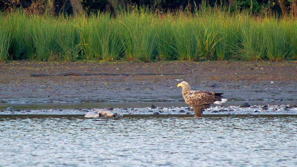 Ein toter Kranich an den Lausiger Teichen lockt einen Seeadler an. 
