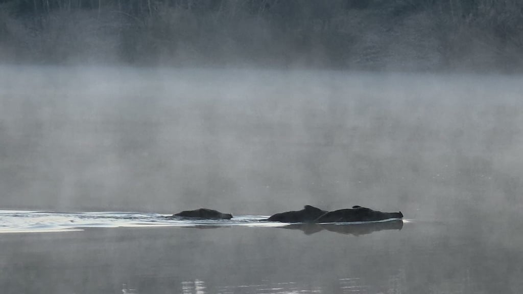 Wildschweine im See: Im Spätherbst und Winter sind sie Dauergast in der Dölauer Heide - sehr zum Leidwesen von Heidebad-Betreiber Mathias Nobel. Dessen Strandbad wird derzeit von einer Rotte  heimgesucht, die großen Schaden anrichtet.