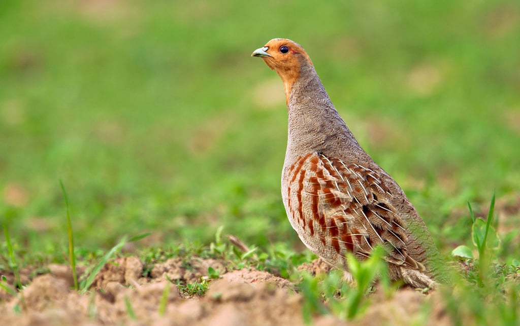 Das Rebhuhn wurde zum Vogel des Jahres 2026 gewählt. In Sachsen-Anhalt steht die Art auf der Roten Liste der Brutvögel.