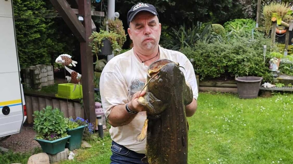 Raik Hutzler hat in der Kiesgrube Roßla einen riesigen Wels gefangen. Der Fisch des Jahres kommt auch in hiesigen Gewässern vor. 