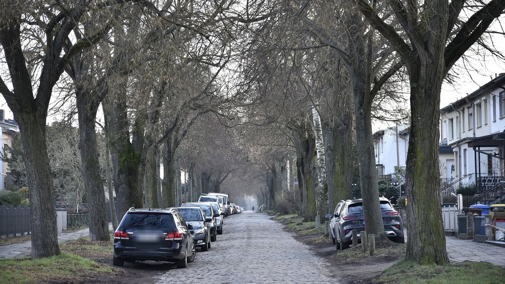 In Magdeburg soll eine Straße samt Gehwegen ausgebaut werden. Dafür müssen über 100 Jahre alte Bäume fallen. 