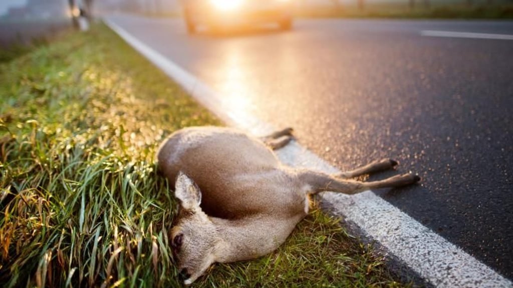 In der dunklen Jahreszeit steigt das Risiko von Wildunfällen im Jerichower Land. Was man in solchen Fällen tun sollte.