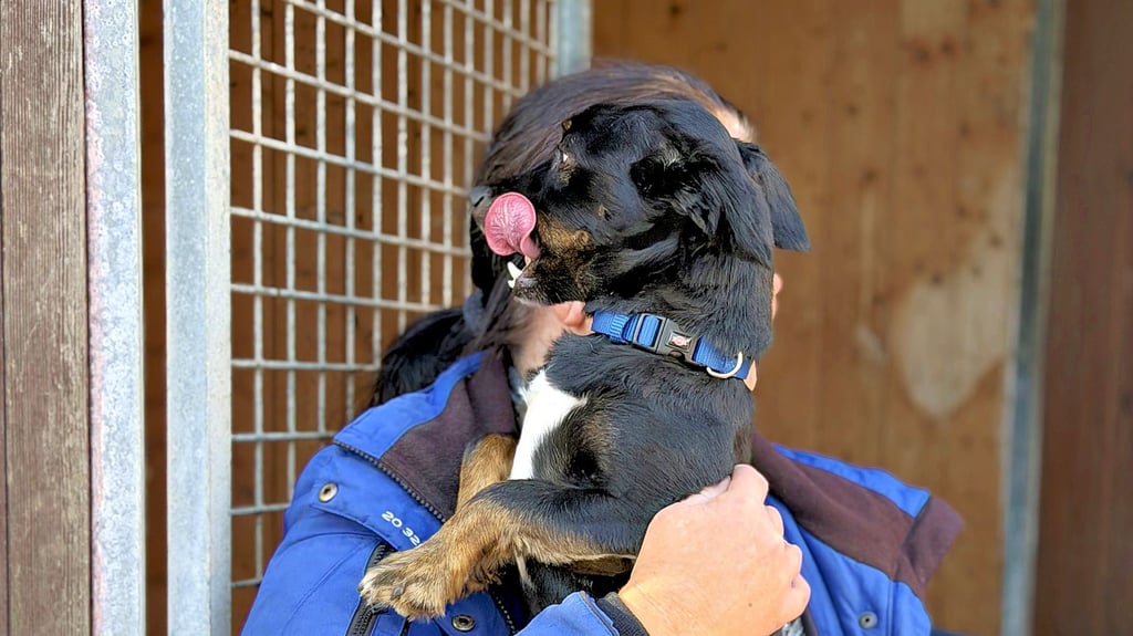 Der kleine Hund, den ein Rechtsextremer aus Stendal gefesselt und in seinen Kühlschrank eingesperrt hat, wartet im Tierheim Stendal darauf, in liebevolle Hände abgegeben zu werden.