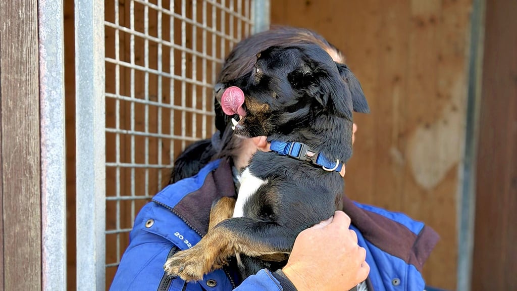 Der kleine Hund, den ein Rechtsextremer aus Stendal gefesselt und in seinen Kühlschrank eingesperrt hat, wartet im Tierheim Stendal darauf, in liebevolle Hände abgegeben zu werden.