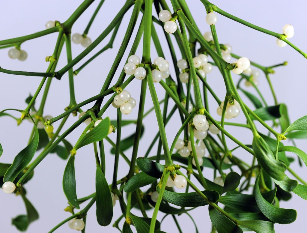 Besonders gefährlich: Schon kleine Mengen der Mistelbeeren können bei Kindern zu Übelkeit, Bauchschmerzen oder Erbrechen führen.