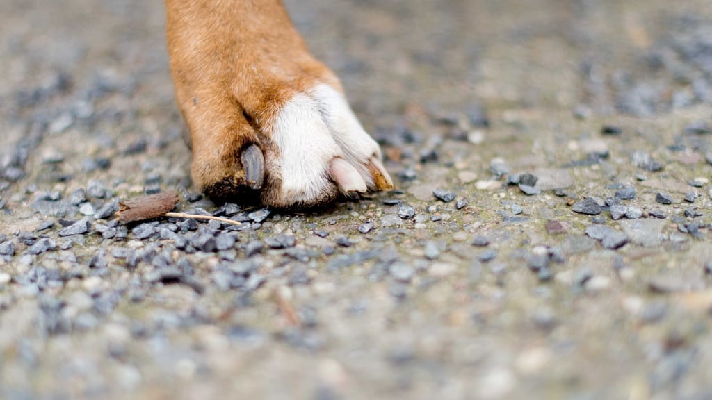 Eine Frau aus Mansfeld-Südharz muss mit Strafen wegen schlechter Haltung ihrer Hunde rechnen. (Symbolbild)