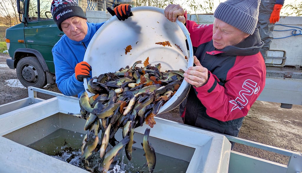 Zwei Mitglieder des Angelsportvereins Zöschen holten, wie viele andere Angelfreunde aus der Region, am Freitag (21. November) den Fischbesatz für ihre Vereinsgewässer ab. 