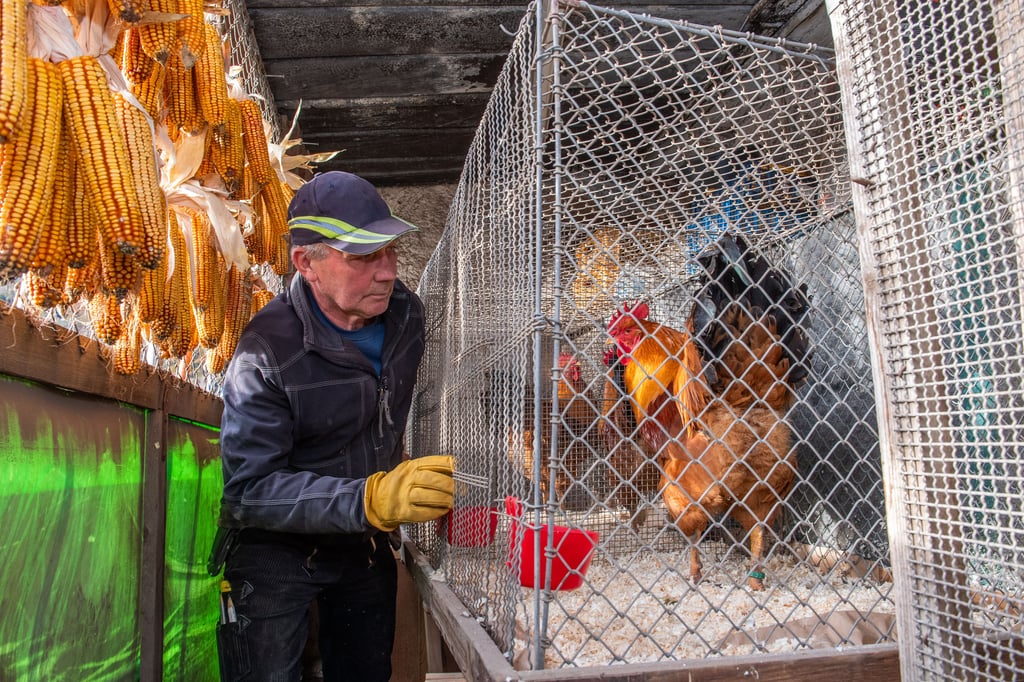 Hühner müssen in Dessau-Roßlau ab sofort in den Stall.