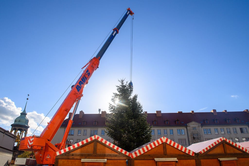 Riesige Kräne heben die prachtvollen Tannen auf die Weihnachtsmärkte in Sachsen-Anhalt. (Archivbild)