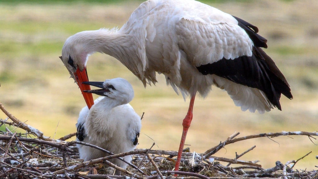 Ein Storch sitzt bei seinem Küken. (Archivfoto)