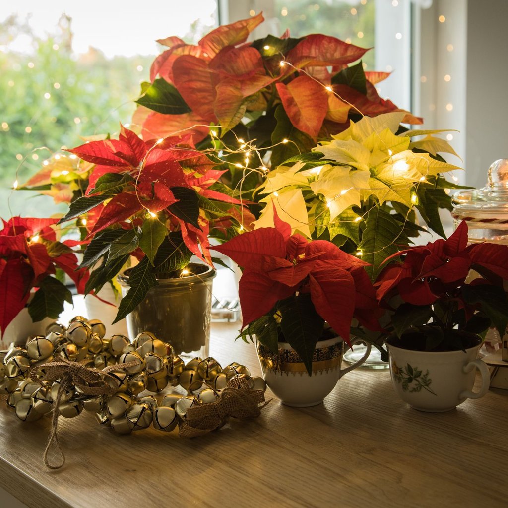 Schwere Vergiftungen durch Weihnachtsdeko sind selten, aber Vorsicht ist besser als Nachsicht.