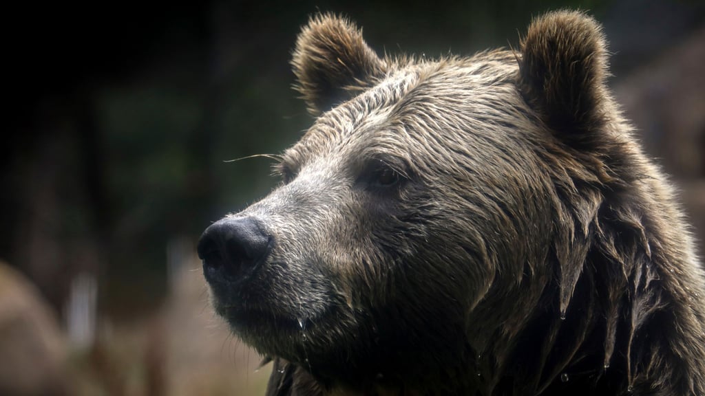 In British Columbia in Kanada gab es Verletzte beim Angriff eines Grizzlybärs auf eine Schulklasse. (Symbolbild)