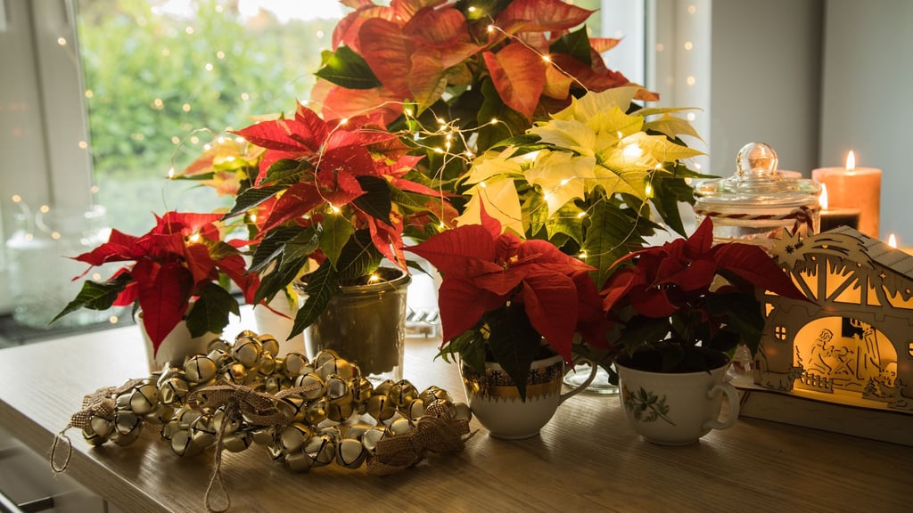Schwere Vergiftungen durch Weihnachtsdeko sind selten, aber Vorsicht ist besser als Nachsicht.