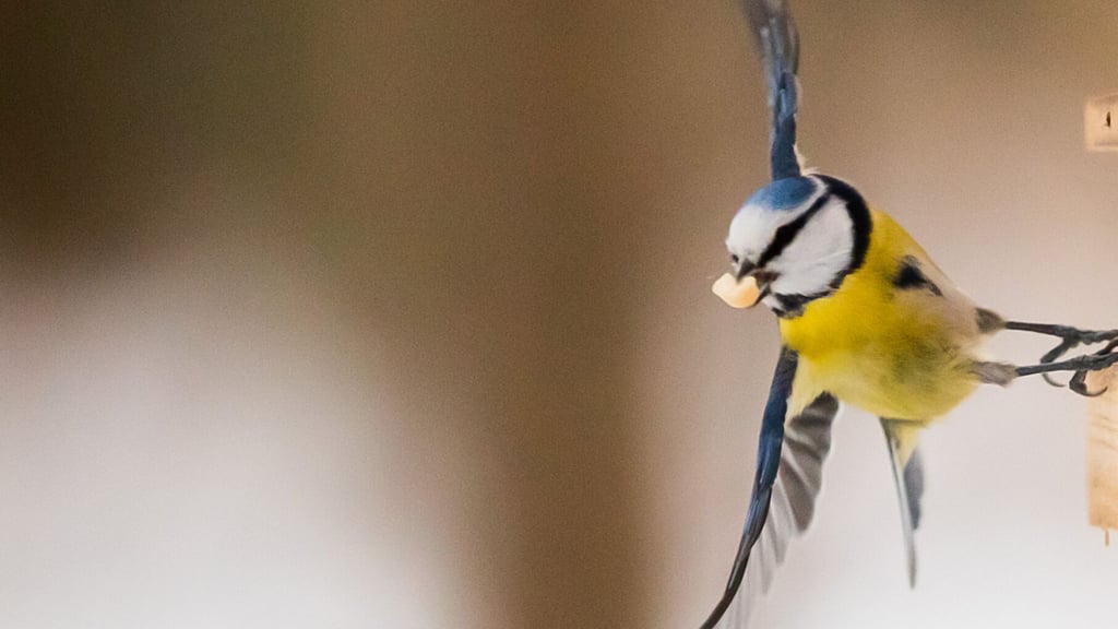 Selbstgemachtes Vogelfutter bietet Wintervögeln nahrhafte Energie und sind ein tolles Bastelprojekt für die Adventszeit.