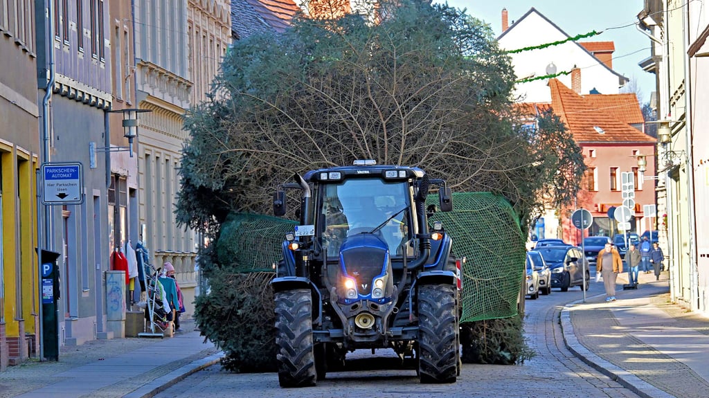 Ein Traktor zieht einen Anhänger samt Weihnachtsbaum über die Hohe Straße Richtung Markt.