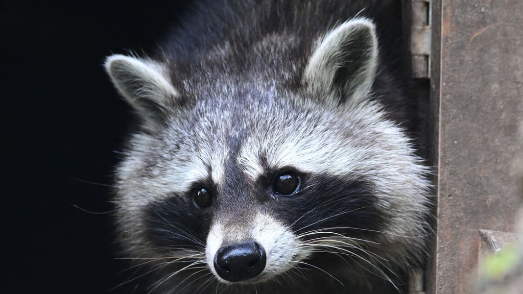 Auch in Sachsen hat die Population von Waschbären massiv zugenommen. Das bringt zahlreiche Probleme für Natur und Mensch mit sich. (Archivbild)