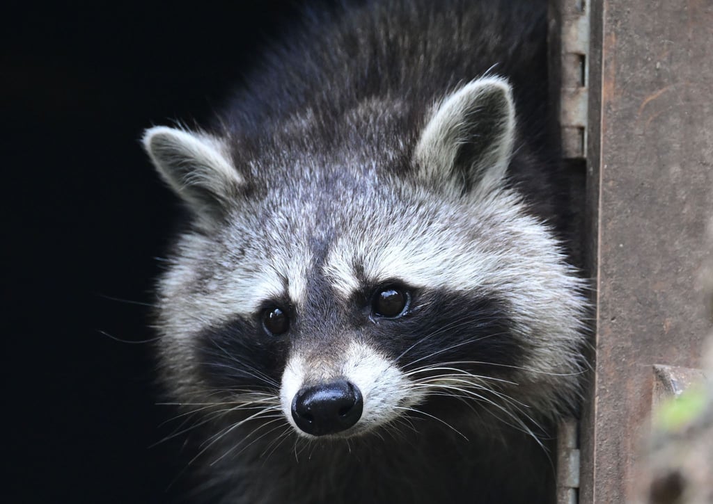 Auch in Sachsen hat die Population von Waschbären massiv zugenommen. Das bringt zahlreiche Probleme für Natur und Mensch mit sich. (Archivbild)