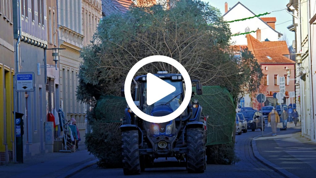 Ein Traktor zieht einen Anhänger samt Weihnachtsbaum über die Hohe Straße Richtung Markt.