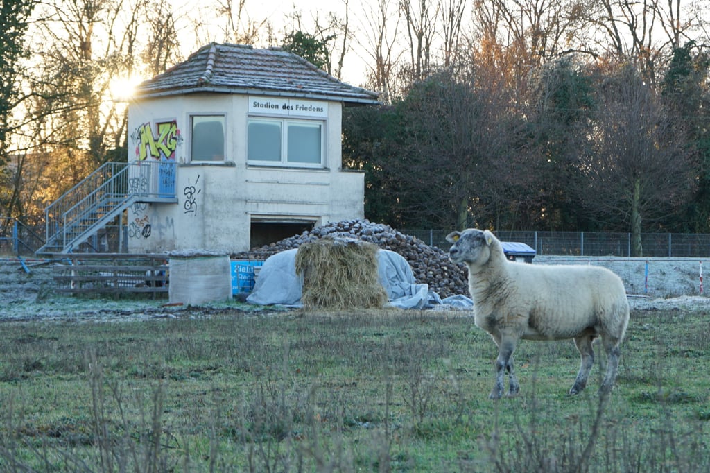 Auf dem ehemaligen Stadion des Friedens weiden Schafe. Voraussichtlich wird es dort in einigen Jahren einen Generationenspielplatz geben.