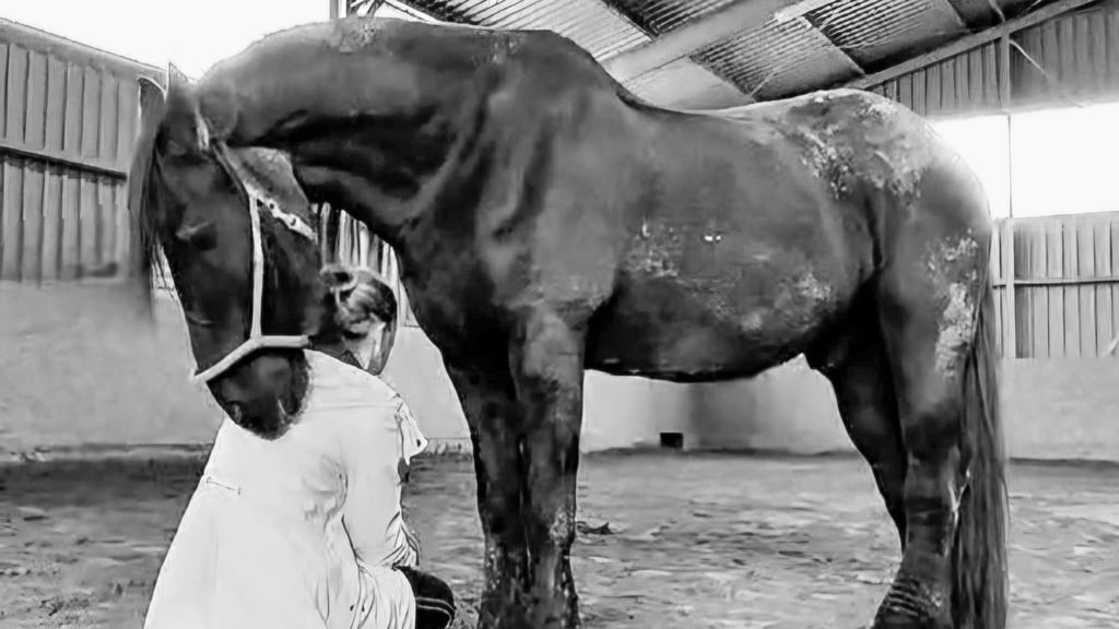 Das Pferd legt den Kopf auf die Schulter von Fanny Ziesemann, als es ihr während der Ausbildung zur Trauerbegleitung gesundheitlich nicht gut ging. Ziesemann bietet auf ihrem Hof im Saalekreis künftig Trauerbegleitung mit Pferden an.&nbsp;&nbsp;