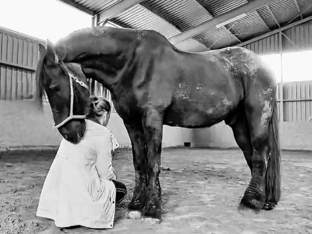 Das Pferd legt den Kopf auf die Schulter von Fanny Ziesemann, als es ihr während der Ausbildung zur Trauerbegleitung gesundheitlich nicht gut ging. 