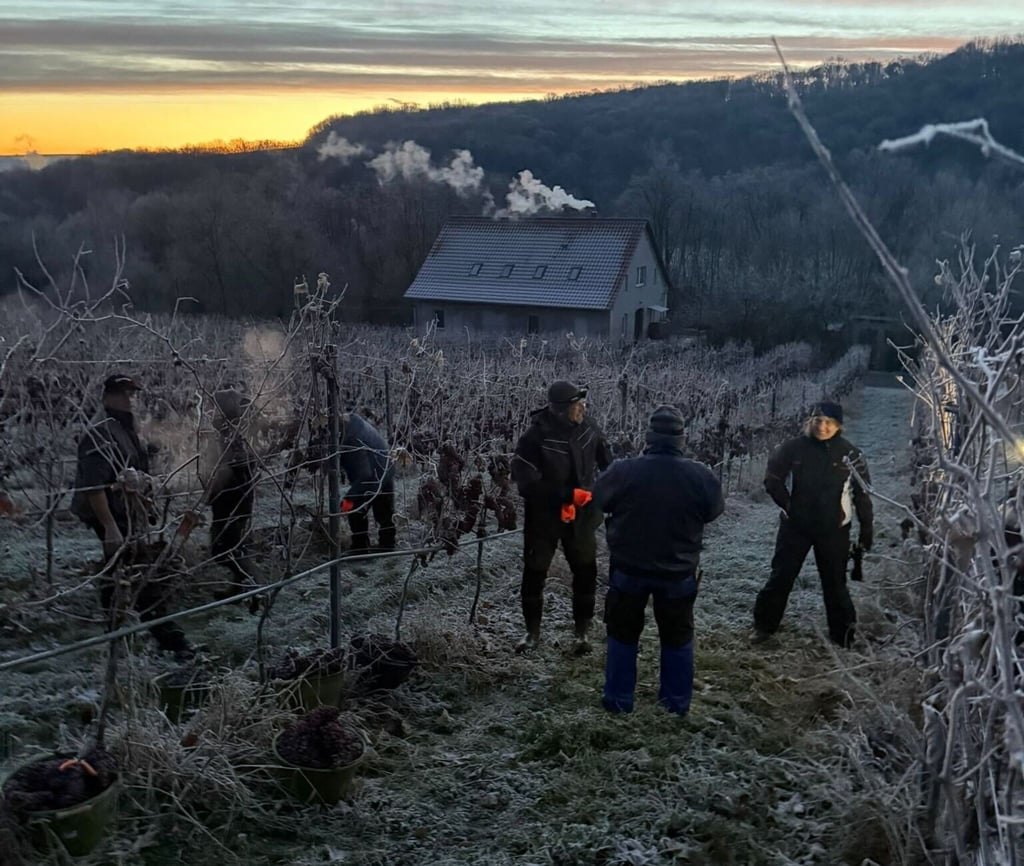 Über ein Dutzend Helfer waren beim Weingut Bad Sulza im Einsatz.