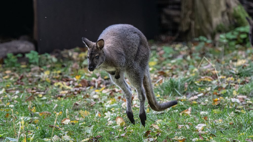 Sie sind gute Springer - die Kängurus. Eines von ihnen ist hier - im Herbst 2024 - im Tierpark in Luckenwalde zu sehen. (Archivbild)
