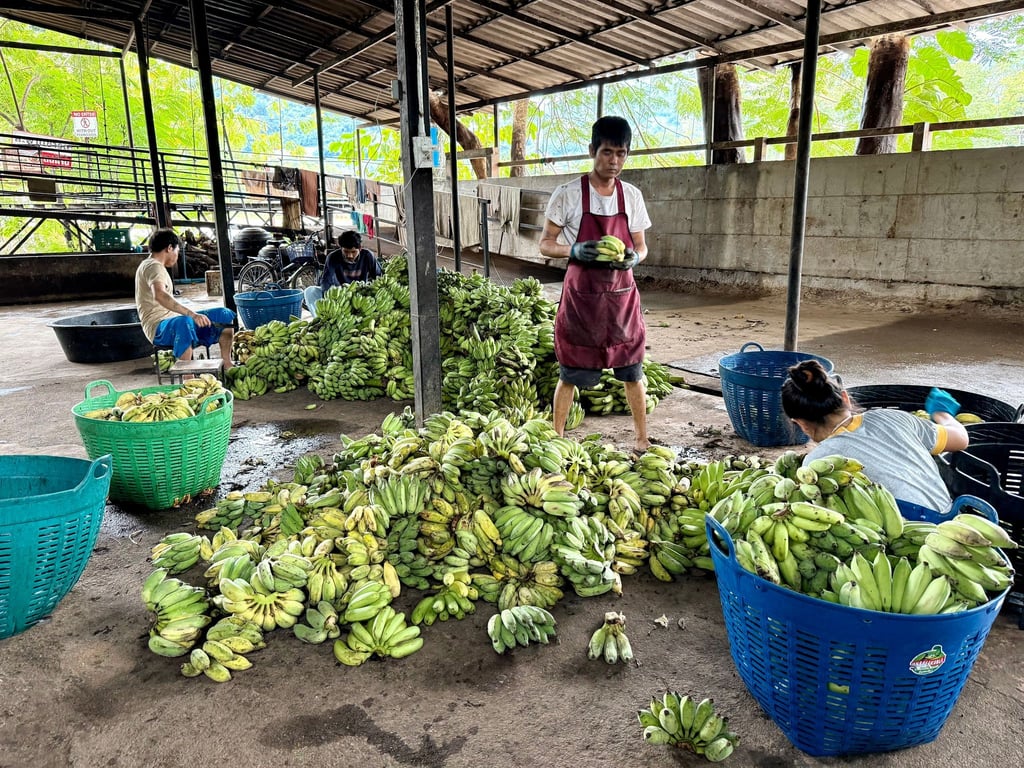 In der „Elefantenküche“ werden täglich Tausende Bananen für die Tiere vorbereitet.