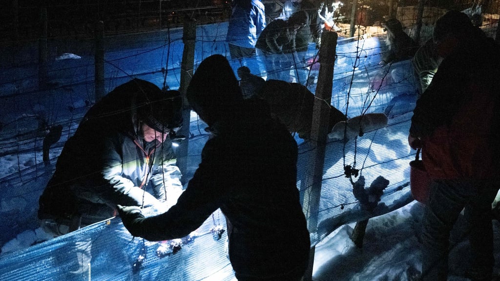 An diesem Wochenende soll im Elbtal wieder Eiswein gelesen werden. (Archivbild)