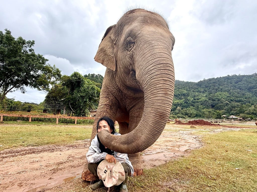 Mit ihren Rüsseln scheinen die Elefanten ihre Retterin zärtlich zu streicheln.