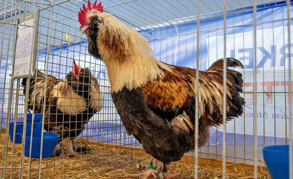  Prächtige Deutsche Lachshühner: Sie sind ein Hingucker  in einer Sonderausstellung zur 30. Kreisrassegeflügelschau in Eckartsberga.