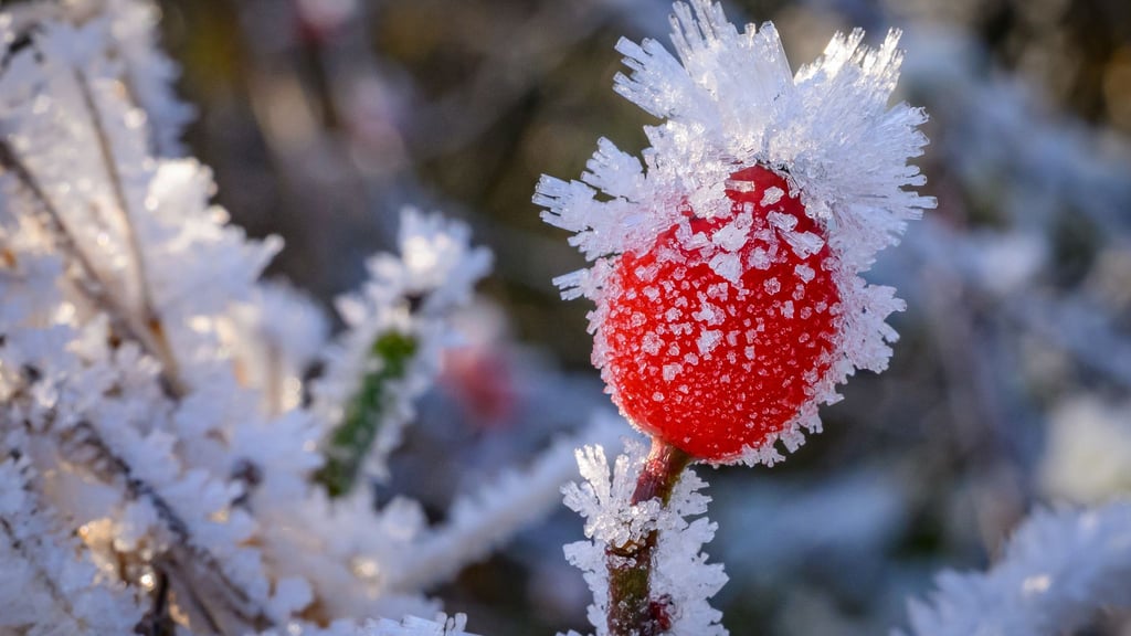 Frostige Wasserkristalle überziehen die Landschaft - unter anderem im Landkreis Oder-Spree.