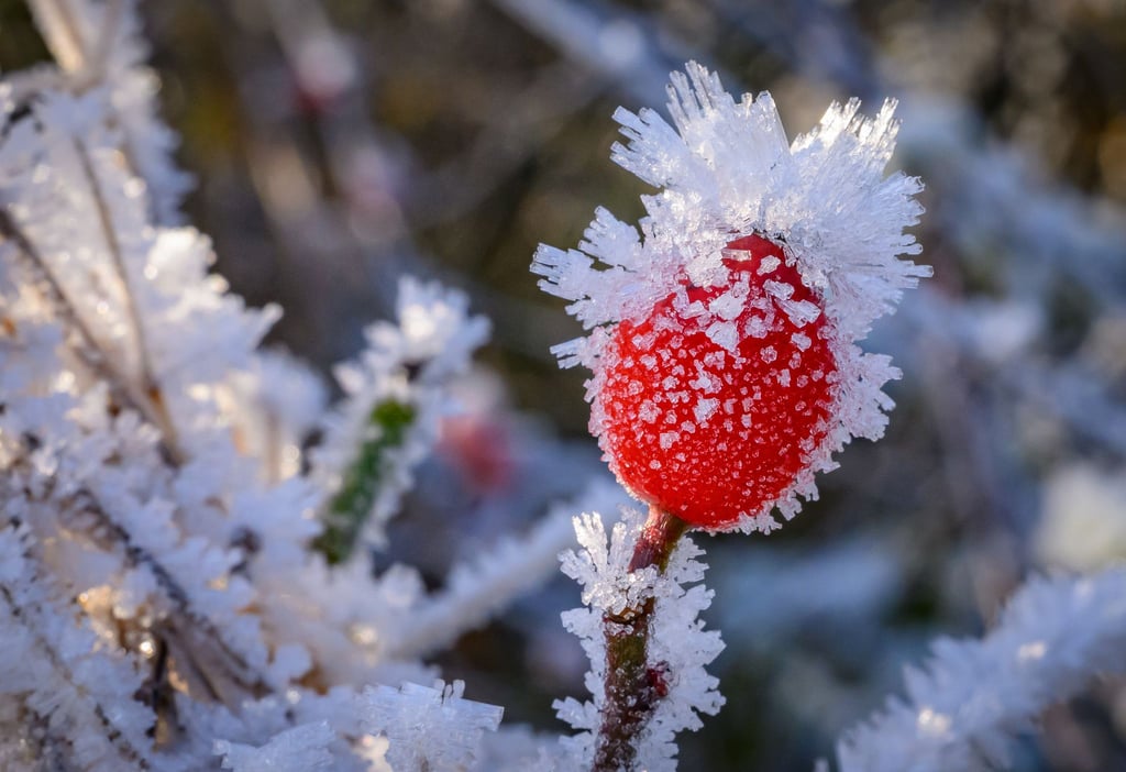Frostige Wasserkristalle überziehen die Landschaft - unter anderem im Landkreis Oder-Spree.