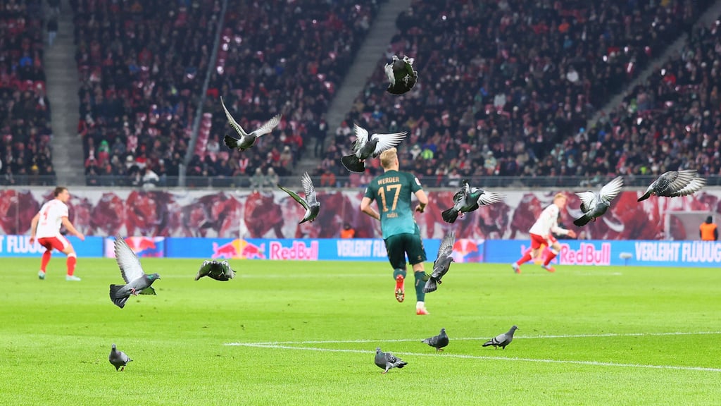 13 grauen Tauben: Ungebetene Gäste in der Red-Bull-Arena.