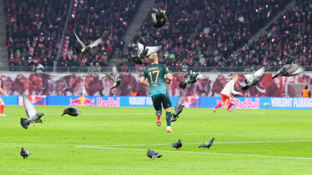 14 grauen Tauben: Ungebetene Gäste in der Red-Bull-Arena.