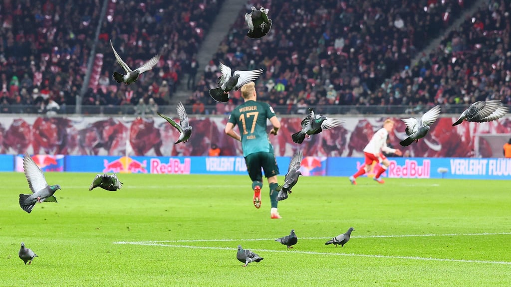 14 grauen Tauben: Ungebetene Gäste in der Red-Bull-Arena.