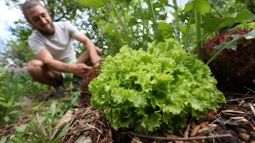 Drei Kleingartenvereine aus Quedlinburg und Thale wünschen sich mehr Eigenständigkeit und treten dem neuen „Fairband Gartennetzwerk“ bei.