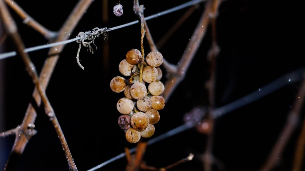 Beim Eiswein sind die Beeren gefroren.