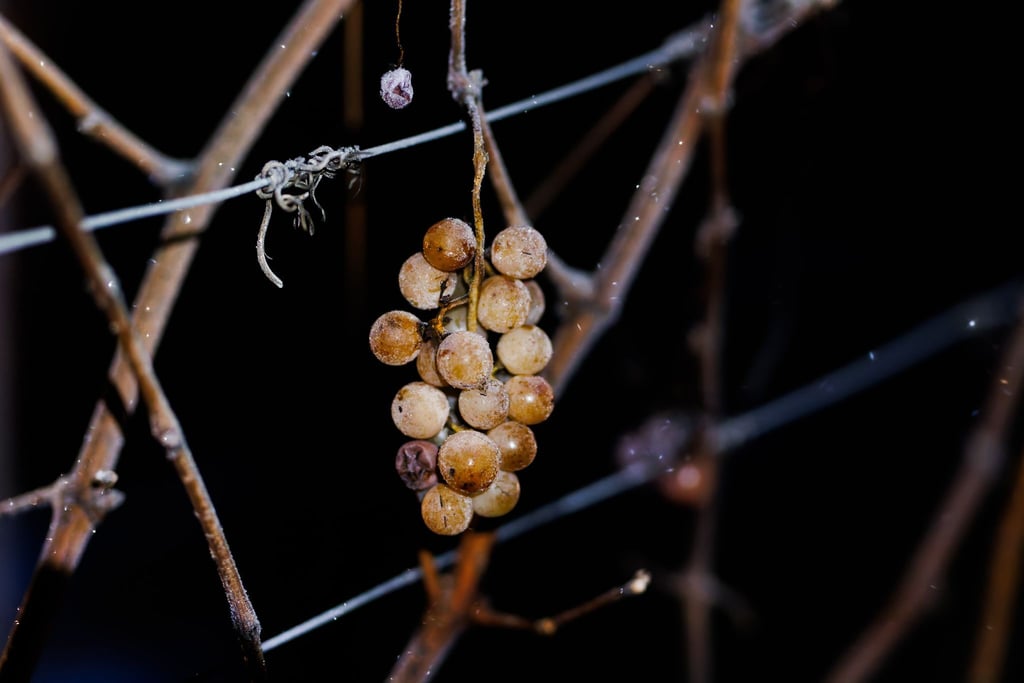 Beim Eiswein sind die Beeren gefroren.