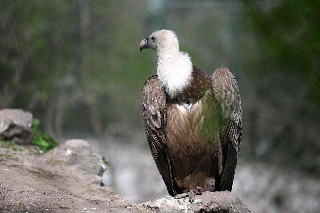 Geier fressen viel totes Fleisch. (Archivbild)