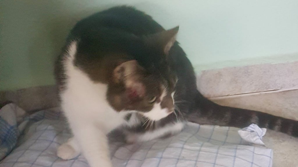 Katze "Uschi" aus Rodersdorf (Harzkreis): Das Tier wurde von bislang Unbekannten angeschossen und erlitt einen Kopfdurchschuss.