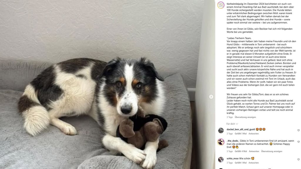 Nach dem Skandal von Bad Lauchstädt fand Mischling Gibbs ein neues Zuhause. Das Tierheim Leipzig teilte nun ein emotionales Update seiner neuen Besitzer.