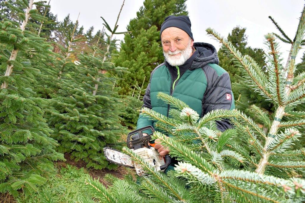 Über viele Jahre gehegt und gepflegt, um dann von Jörg Forner gefällt zu werden. So gelangen zahlreiche Nordmanntannen (Foto) und Blaufichten in die Wohnzimmer der Region um dem Weihnachtsfest das passende Ambiente zu geben. 