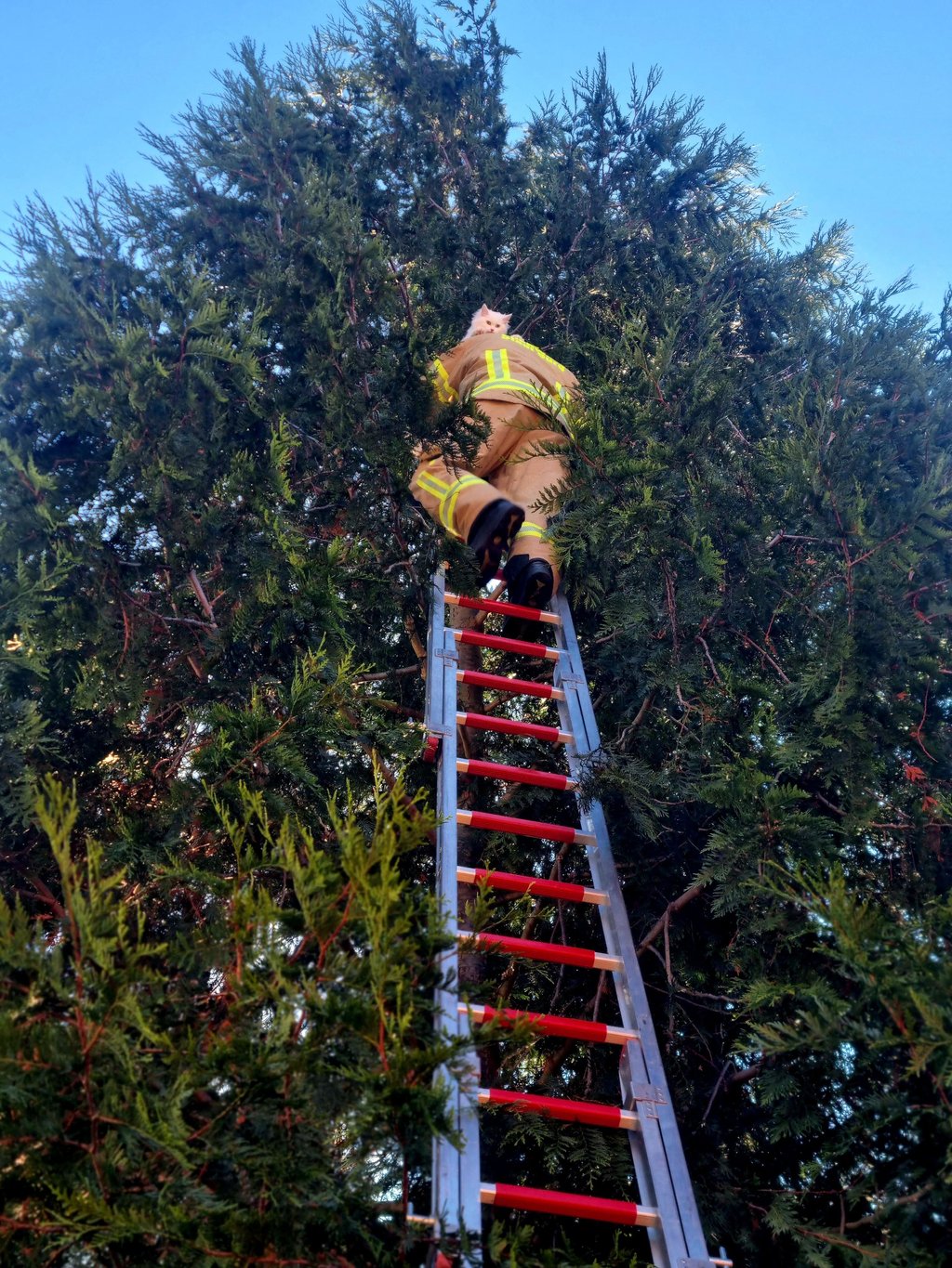 Aus großer Höhe ist in Burg bei einer Tiernotrettung von Einsatzkräften der freiwilligen Feuerwehr eine Katze aus einem Baum befreit worden.