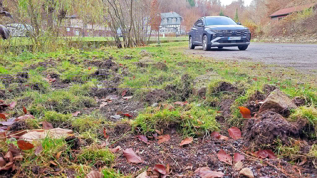 Die Wildschweine kommen nah an die Grundstücke in Stolberg und graben die Flächen regelrecht um.