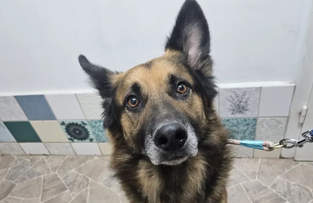 Der Hund wurde am Sonnabend in Estedt gefunden. Der unkastrierte, gepflegte Rüde wartet im Tierheim Gardelegen auf seine Besitzer. 