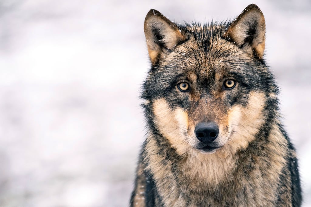 Mindestens 276 Wölfe leben aktuell in Sachsen-Anhalt. 