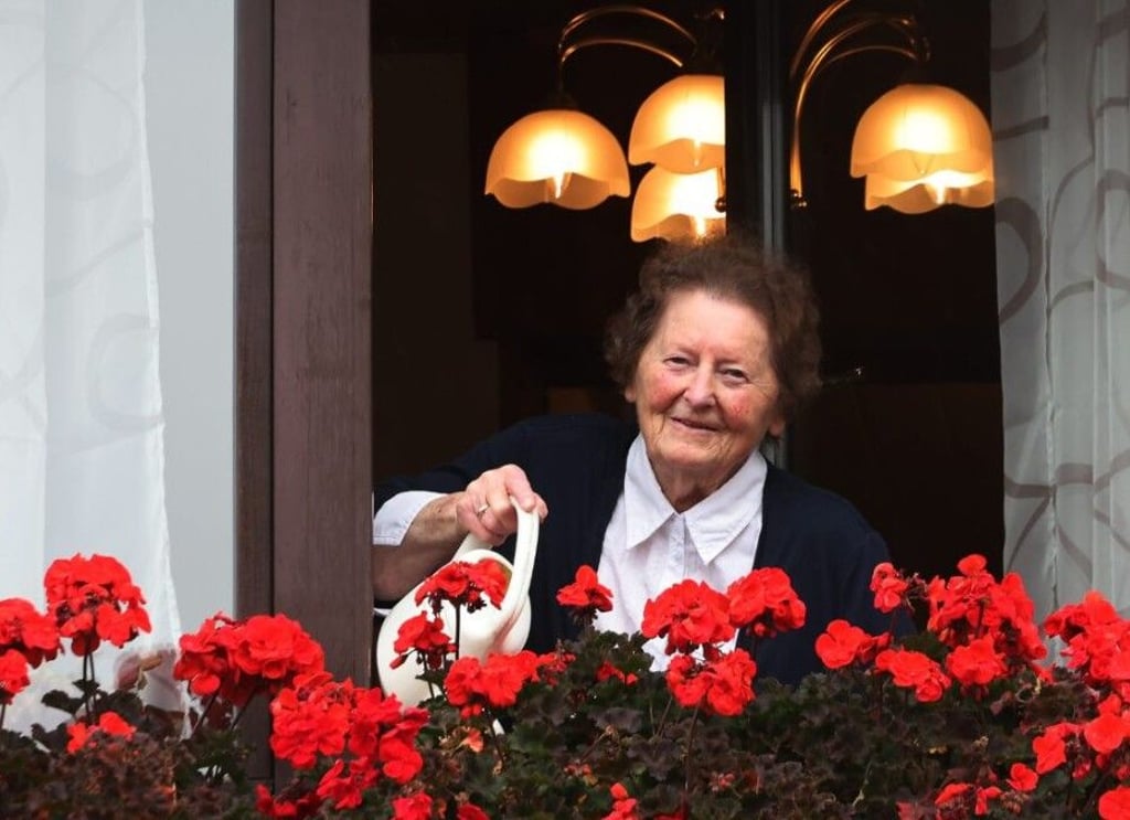 Blütenpracht im November: Brigitte Seifert verwendet viel Mühe auf die Pflege ihrer Geranien.